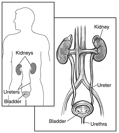 normal urinary tract